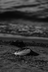 二色の猪苗代湖　　三題　　　　地上に降りてしまった者・・