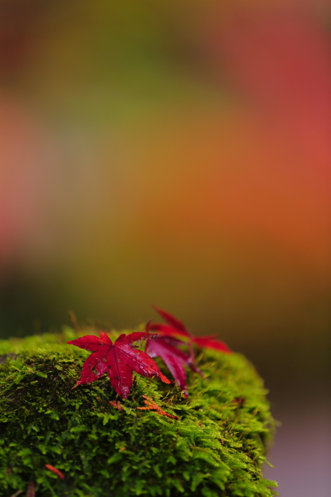 ゆだんはきんもつ・・