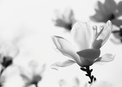 懐かしの昭和歌謡　　白い花の咲く頃
