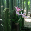 鬼平シリーズ