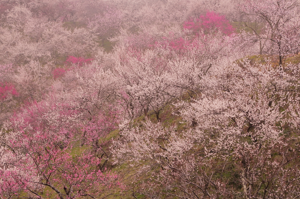小雨の中・・　　　春のいろどり・・・