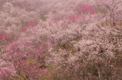 小雨の中・・　　　春のいろどり・・・