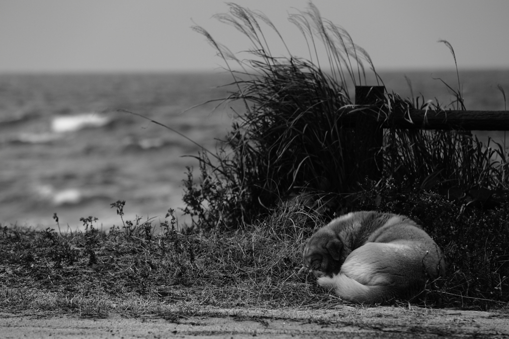 かなしみのひとみ・・