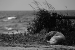 かなしみのひとみ・・