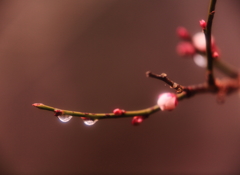 やったぜ！　　春色！