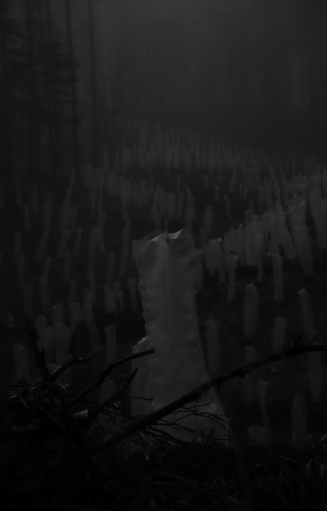 霧の山中　　三題　のおまけ