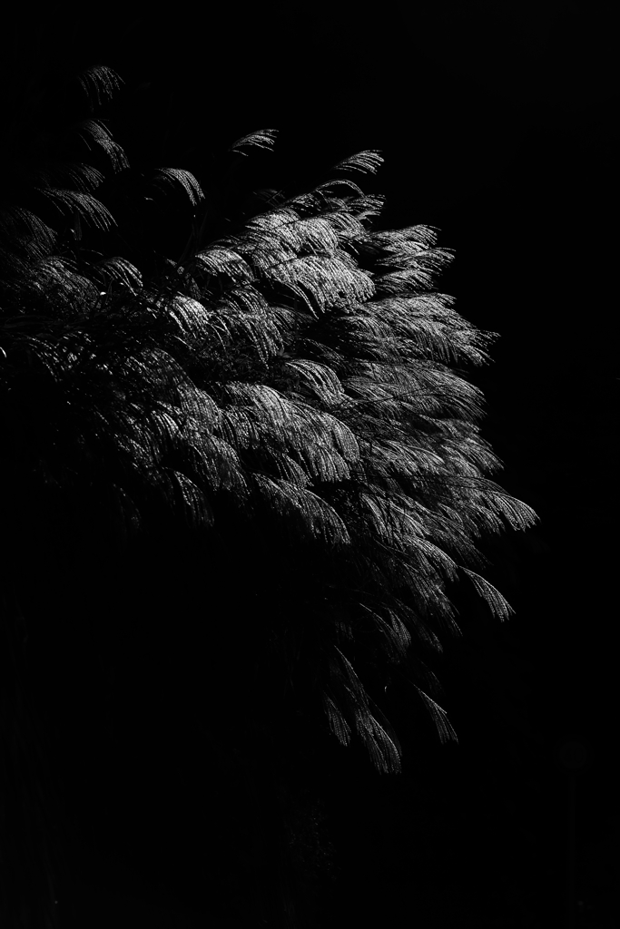 すすき　三題　エピローグ　荒波