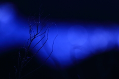 朝の・・　　三題　　青い海の煌き