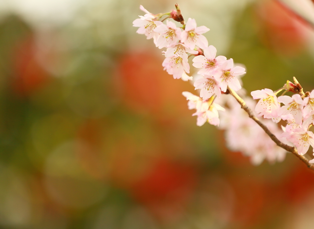 懐かしの昭和歌謡　　　櫻の花のように