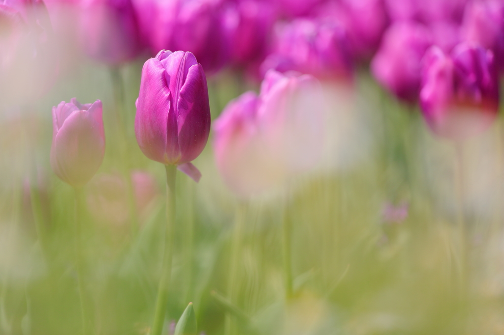 ちゅうりっぷ　　　　三題　　　　　　　魔性