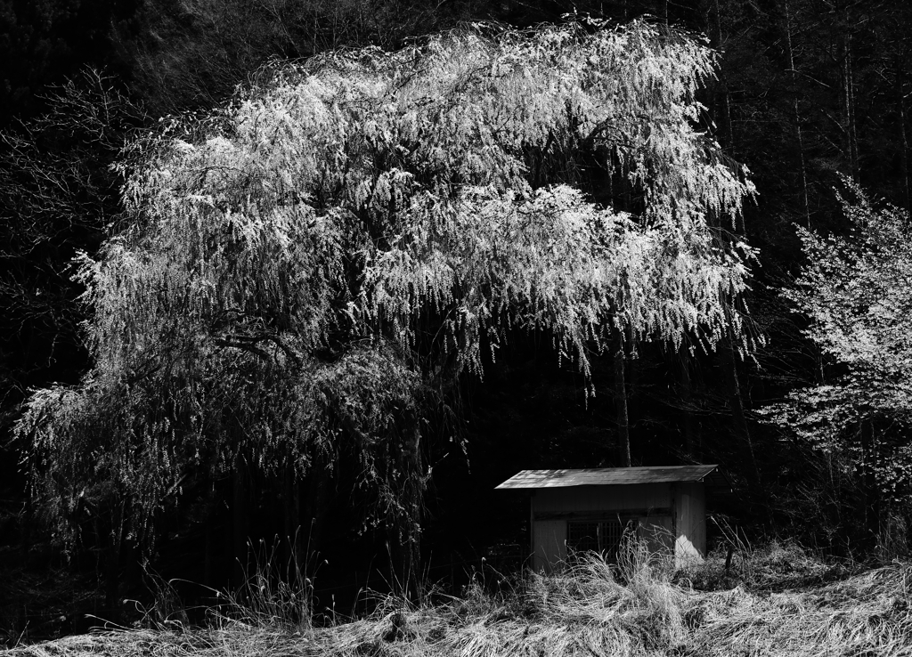 余里の一本桜　三題　　分校跡・・