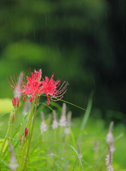 彼岸花　三題　　明るい秋雨・・