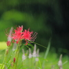 彼岸花　三題　　明るい秋雨・・