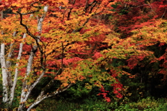 秋の彩　　三題　　雅