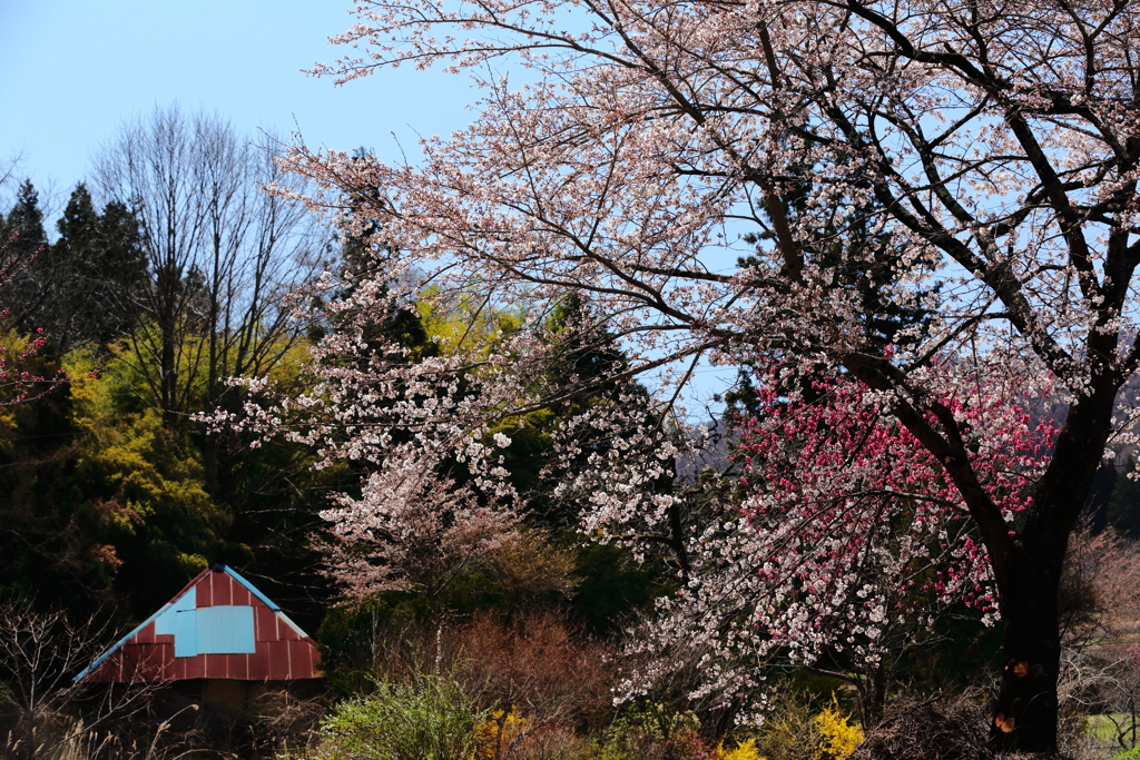 余里の一本桜　　三題　　助演賞