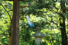 和の趣　2