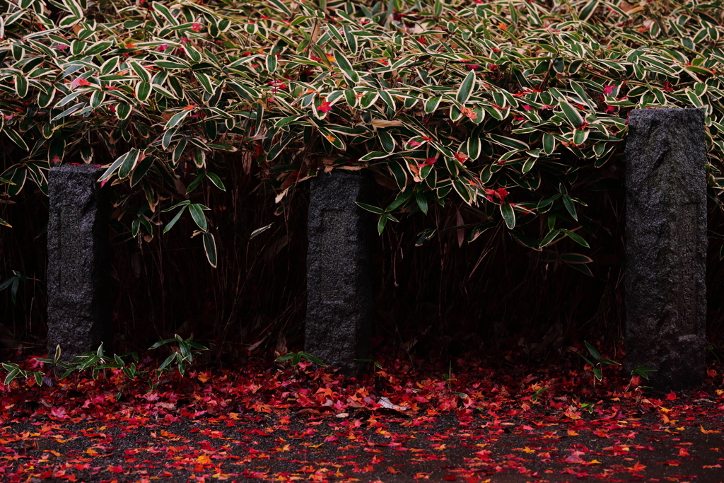 続　雨モミジ　三題　　季節のコラボ・・