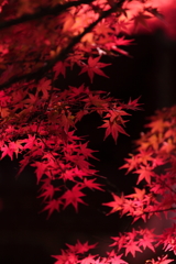 懐古園にて・・