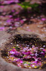 続く命・・　三題　　百花繚乱