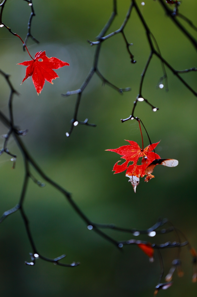 紅き葉に、振り返ってみれば・・・