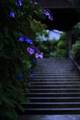 あじさい　　三題　　手折って・・・
