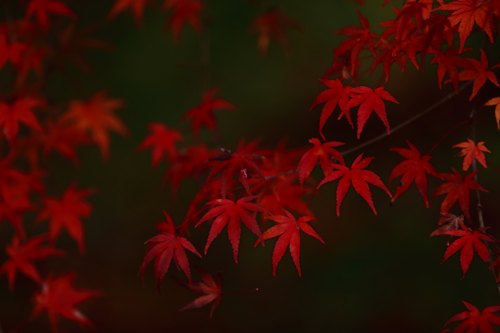 おさきにしつれい・・・