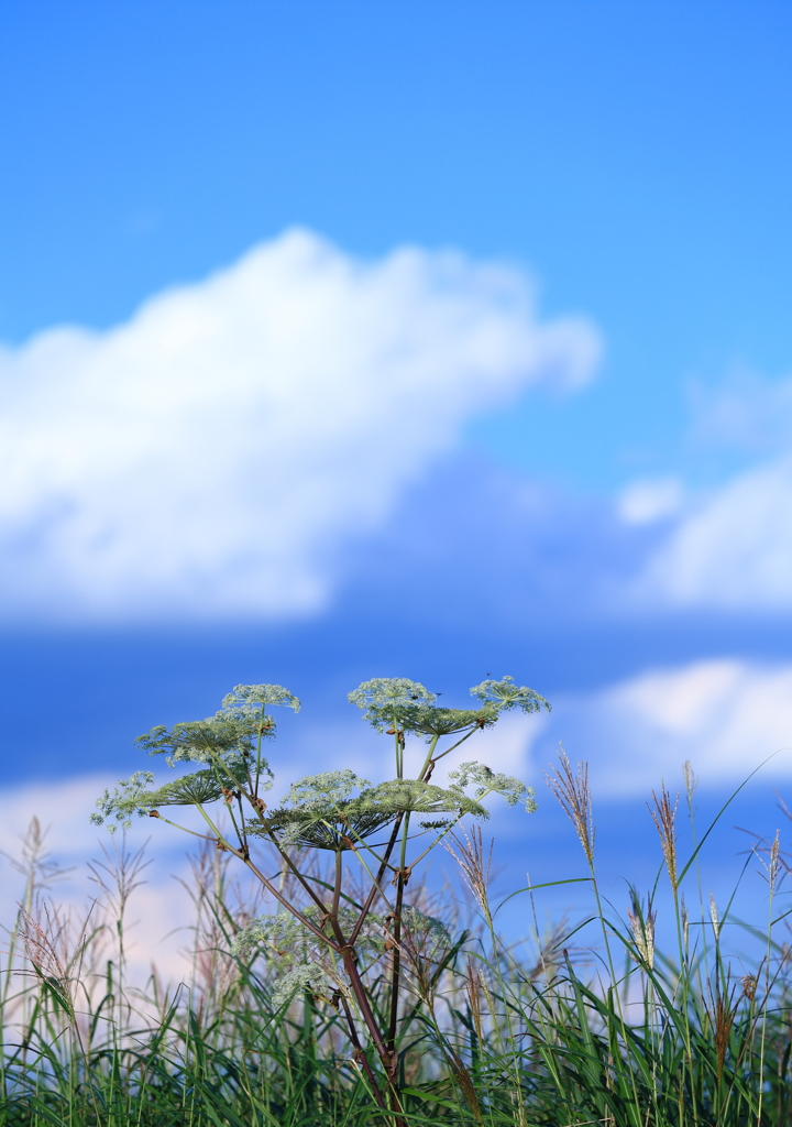 高原の夏　　三題　　喜ぶ虫たち・・