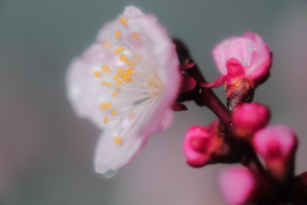 梅　三題　うれし涙・・