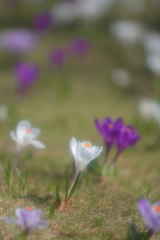 懐かしの昭和歌謡　　　花はおそかった