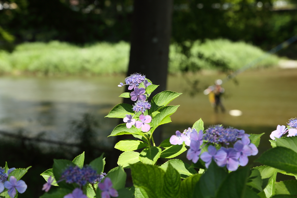 何が釣れんのかな？　鮎だよ！　美味しいのかな？　　　食べられないんだから聞クナヨ