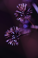 冬の華火・・