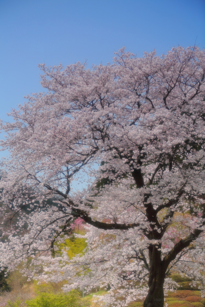 ＴＯＫＹＯローカル紀行