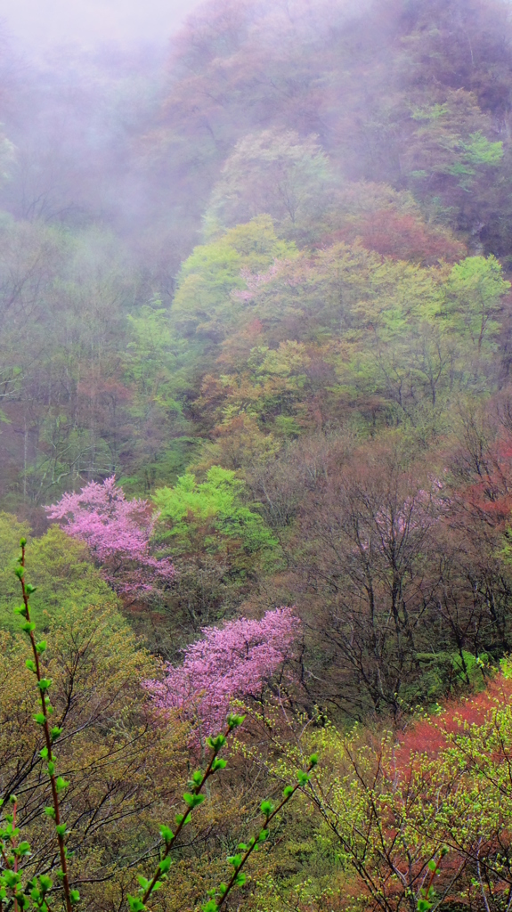 夕霧が上がる時