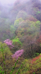 夕霧が上がる時