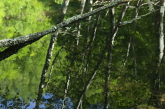 朽ちてゆくさだめと、