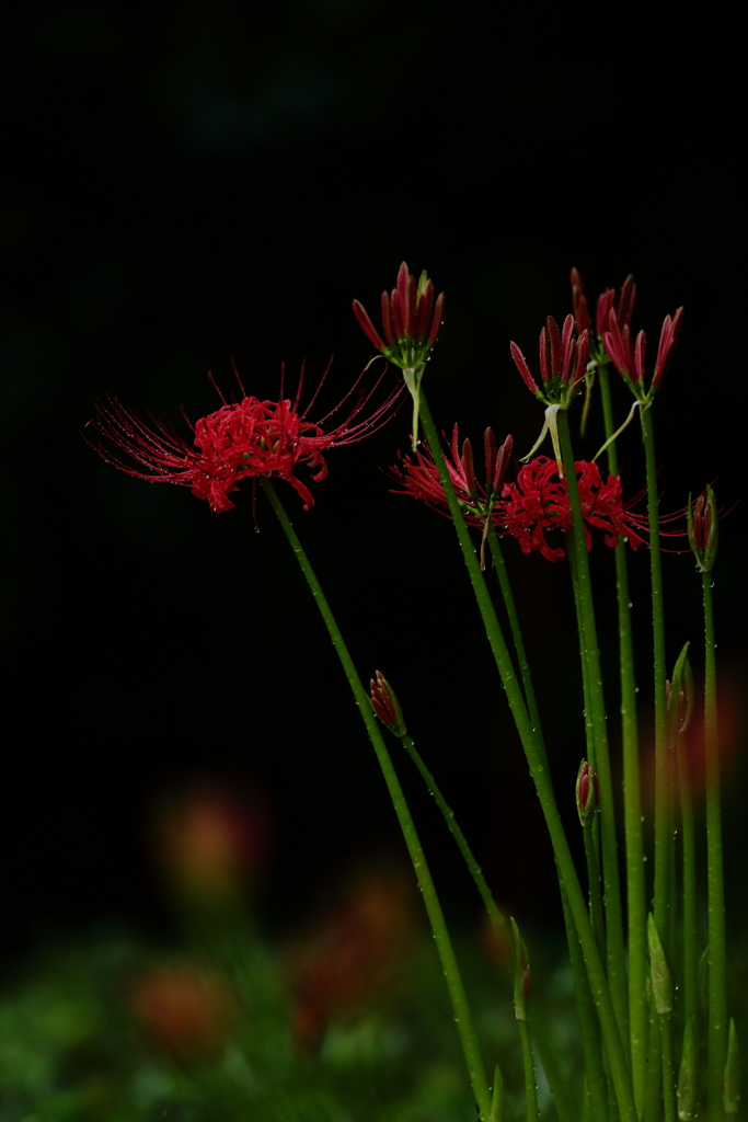 彼岸花　三題　エピローグ　　妖艶・・