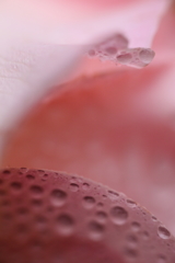 銀河からの使者・・　　いびつな　　ぐれいがた・・