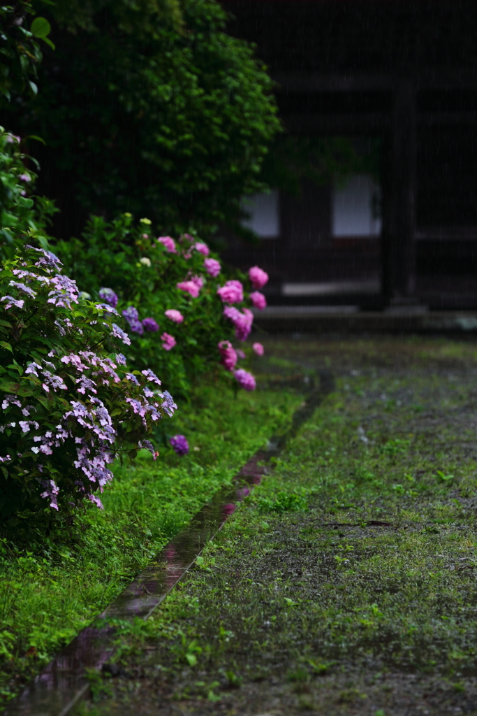 青春のフォークソング　　　六月の雨