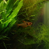 IMGP0043