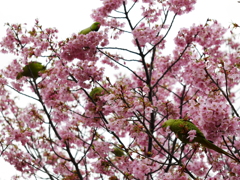 桜とインコ