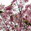 桜とインコ