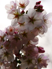 sakura2