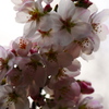 sakura2