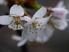 sakura5