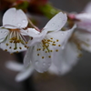 sakura5