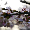 sakura