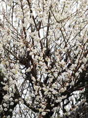 春はもうすぐ