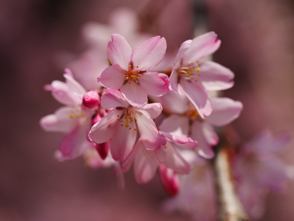 sakura3