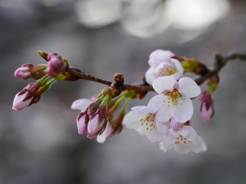 sakura4