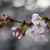 sakura4